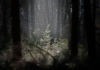 open plek in het bos