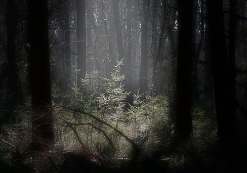 open plek in het bos