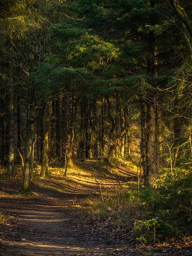 A forest path towards the sun