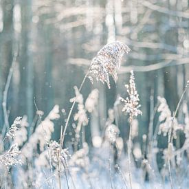 winterbeeld van Elske Hazenberg