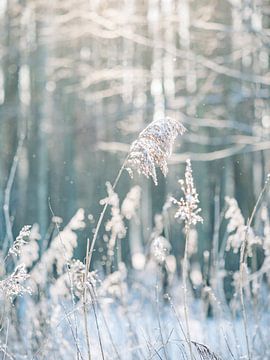 Winterbild von Elske Hazenberg