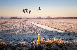Geese flying over a white landscape by natascha verbij