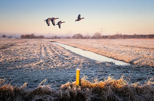 Ganzen vliegend over een wit landschap