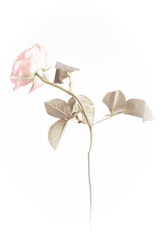 Rose 6 von Mark Isarin | Fotografie