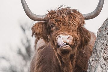 Schotse Hooglander van Liliane Jaspers