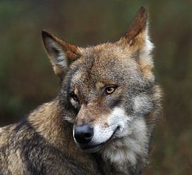 Wolf : Biotop Wildpark Anholter Schweiz von Loek Lobel