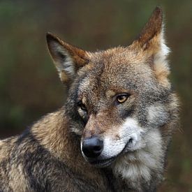 Wolf : biotoop wildpark Anholter Schweiz van Loek Lobel