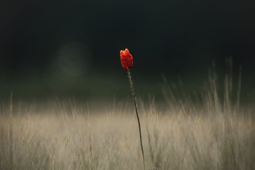 Poppy by Michael van Eijk