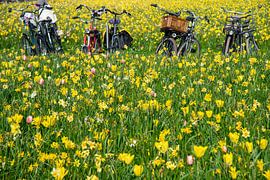 bicyclettes et lys sur Jan Fritz