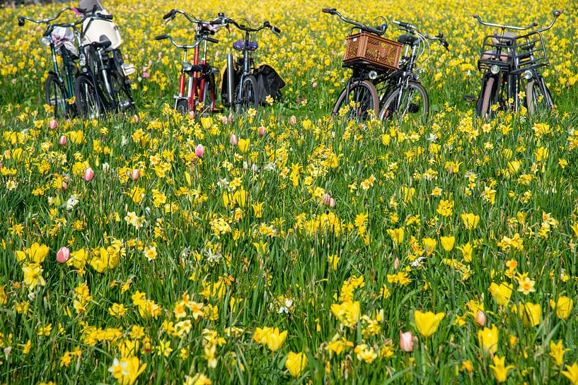bicyclettes et lys par Jan Fritz