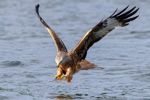 Red kite takes hold