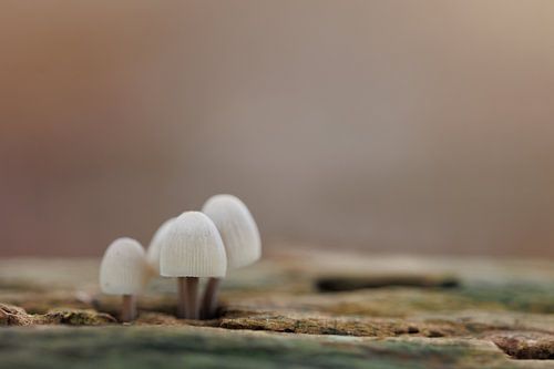 Bundelmycena - Silence