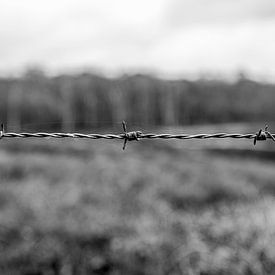 Torsadé sur Lindy Balduk