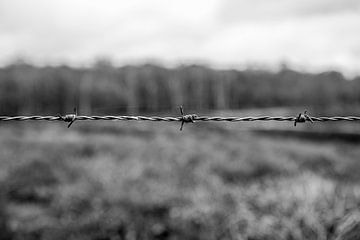 Twisted by Lindy Balduk