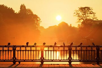 Golden doves on the bridge by Dennis van de Water