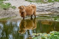 Schotse Hooglander in het water