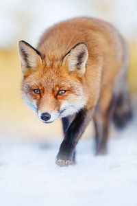 renard dans la neige sur Pim Leijen