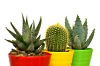 Aloë en cactus
