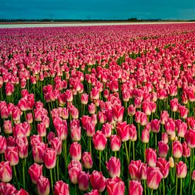 Roze tulpenveld - Holland sur Dennis van Berkel