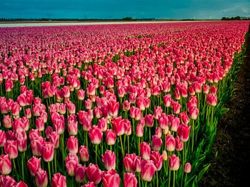 Roze tulpenveld - Holland