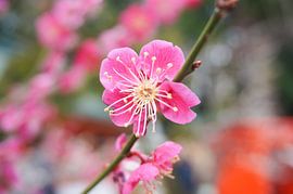 Plum blossom in Japan by Sacha Ooms