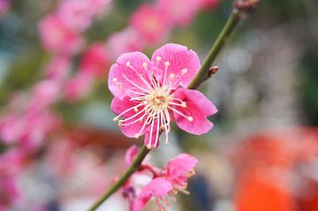 Japanse abrikoos in bloei van Sacha Ooms