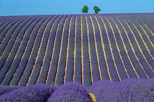 Blühender Lavendel in der Provence an einem Sommertag