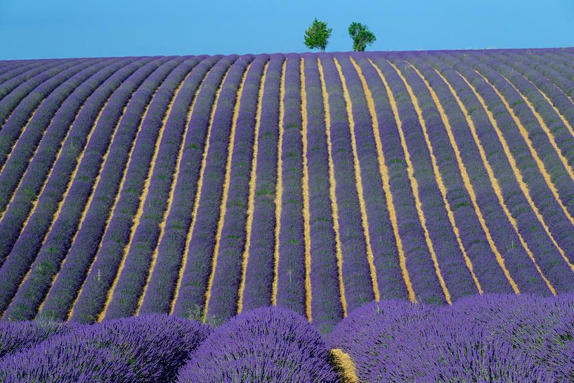 Bloeiende lavendel in de Provence tijdens een zomerse dag van Sjoerd van der Wal Fotografie
