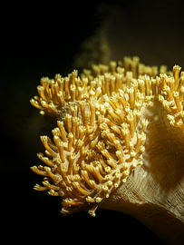 Lobophytum sp. sur Enak Cortebeeck