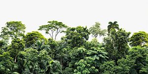 Tropische Regenwoud natuur print van Vlindertuin Art