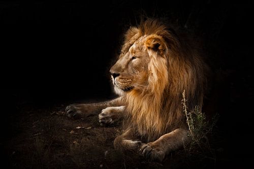 The beast is a powerful maned male lion.