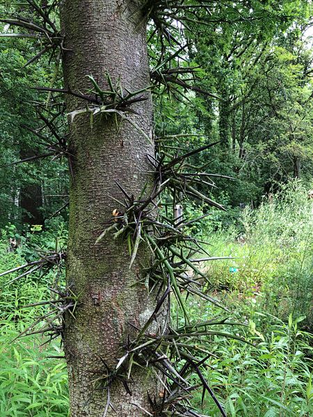 Boom stekels van tania mol