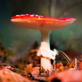 Mushroom by Jeroen Mikkers