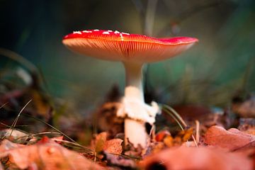 Champignon sur Jeroen Mikkers