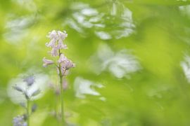 Boshyacinth by Francis Dost