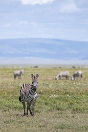 Zebra-'n in der Serengeti von Shirley Kroos