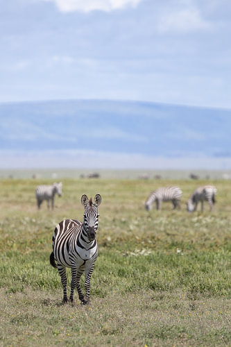 Zebra's op de Serengeti