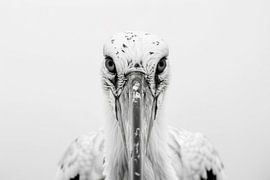 Storch von Poster Art Shop