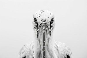 Storch