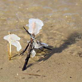 Bevroren op het strand sur Michiel piet