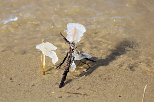 Bevroren op het strand