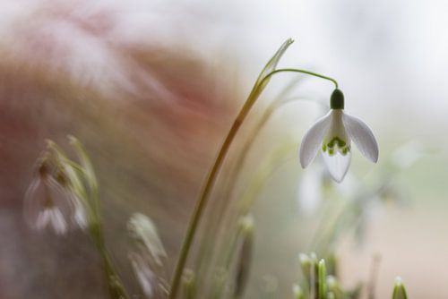 Sneeuwklok atmosferen