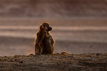 Mutter und Pavianbaby beobachten gemeinsam den Sonnenuntergang