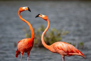 Flamingo's by Pieter JF Smit