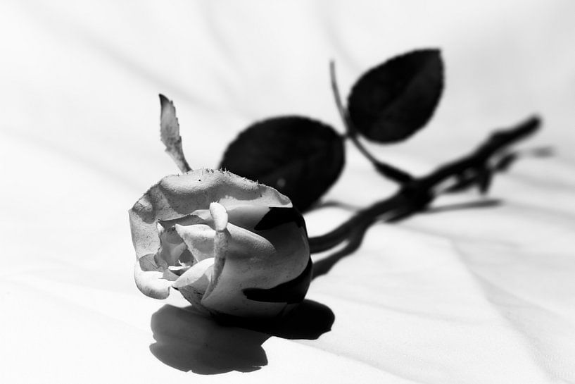 Rose par Gert-Jan Kamans