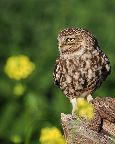 Little owl on a tree stump with rapeseed as bright yellow as its eyes. by Astrid Brouwers