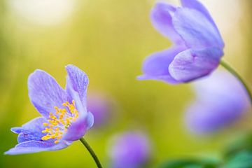 Wood anemone in the wild. by Gianni Argese