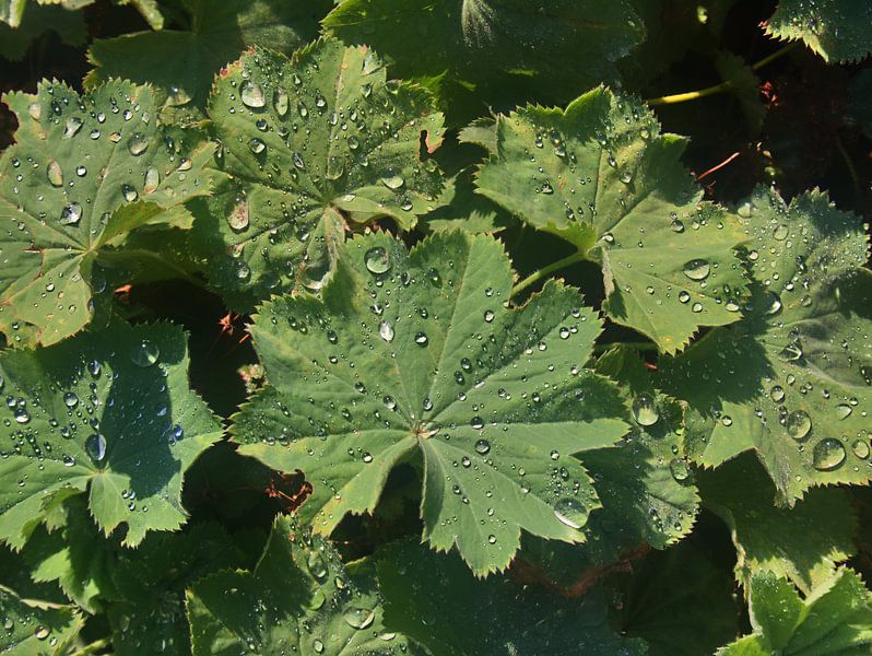 Lady's mantelbladeren met regendruppels van Edgar Schermaul