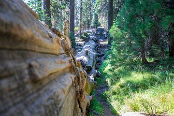 Sequoia National Park van Ton Tolboom