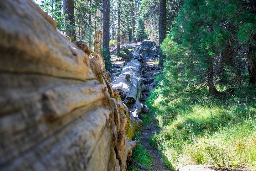 Sequoia National Park by Ton Tolboom